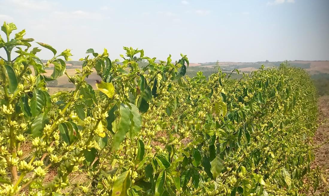 Fazenda, Zona Rural, 4 Quartos, 0 Vaga