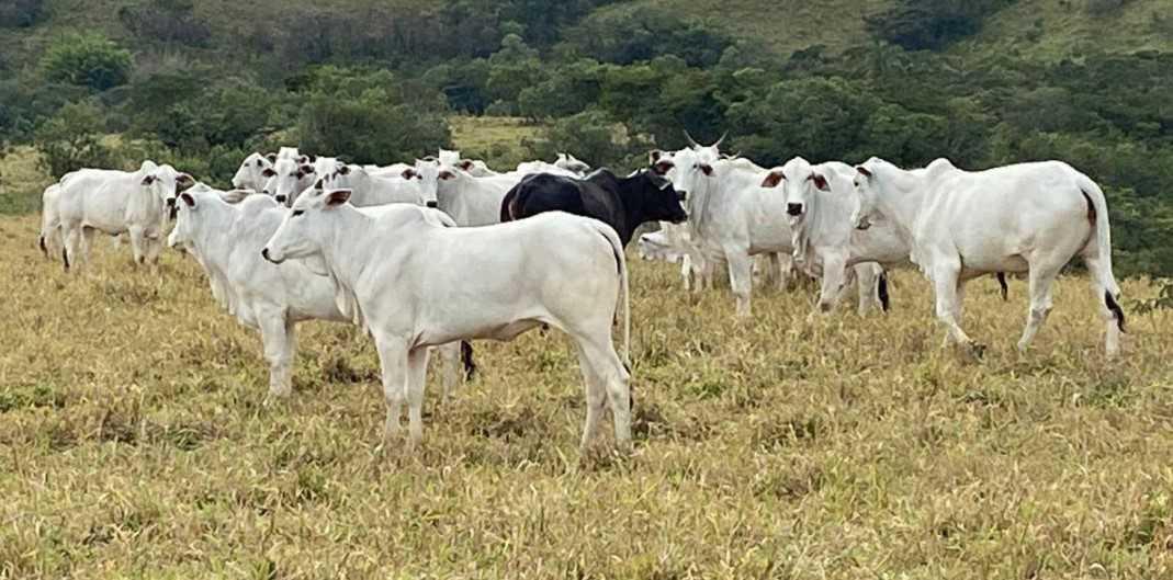 Fazenda, Zona Rural, 4 Quartos, 0 Vaga