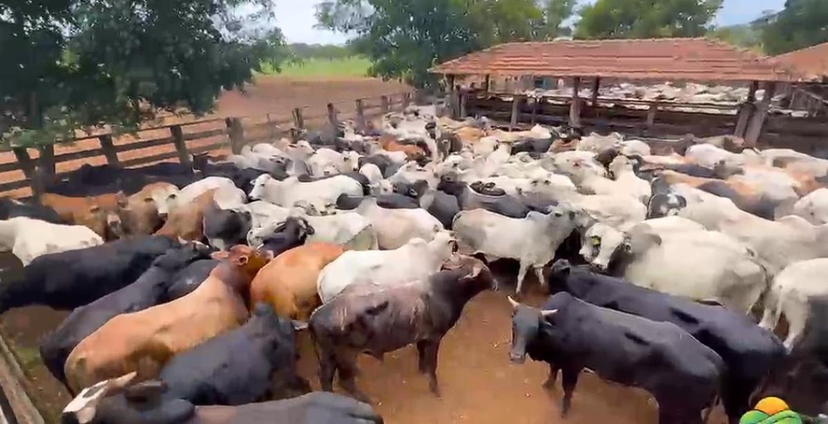 Fazenda, Zona Rural, 0 Quarto, 0 Vaga