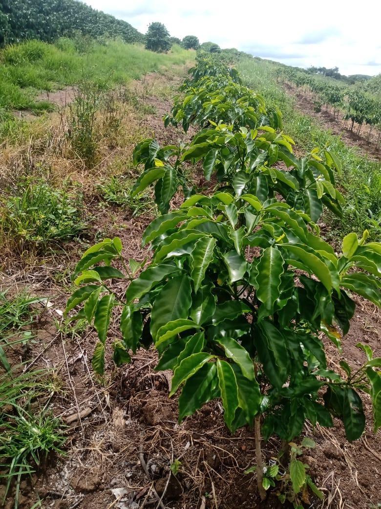 Fazenda, São Sebastião da Estrela, 1 Quarto, 1 Vaga, 1 Suíte