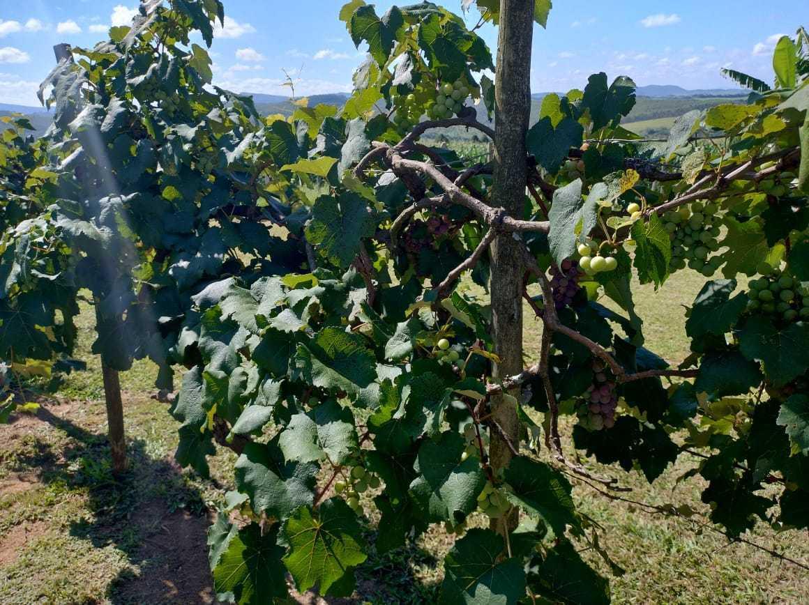Fazenda, Zona Rural, 3 Quartos, 2 Vagas, 2 Suítes