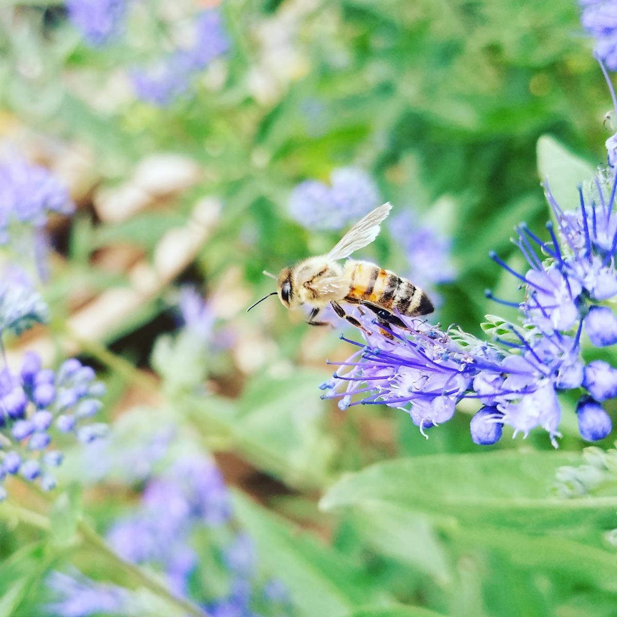 Lote, Saraiva, 0 Quarto, 0 Vaga