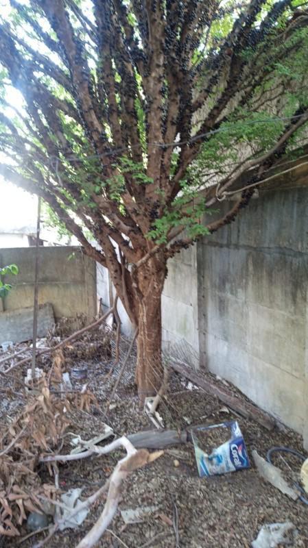 Lote, Pedra Azul, 0 Quarto, 0 Vaga