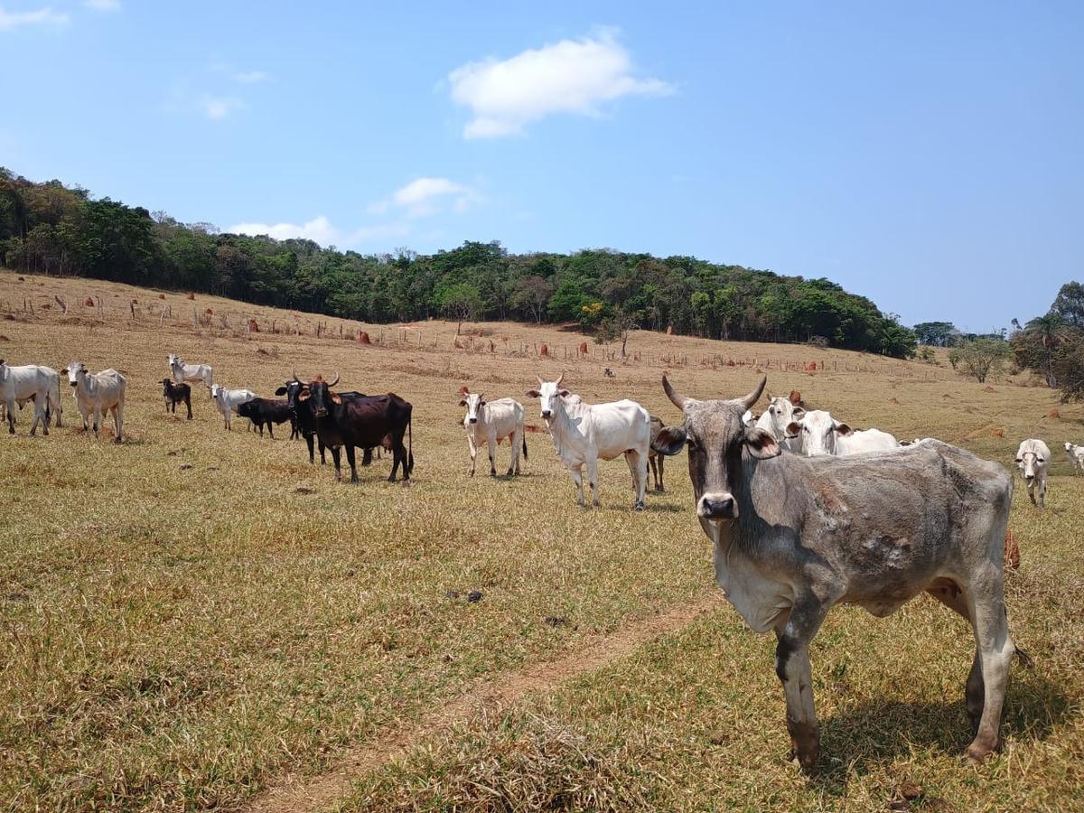 Fazenda, Centro, 3 Quartos, 10 Vagas, 1 Suíte
