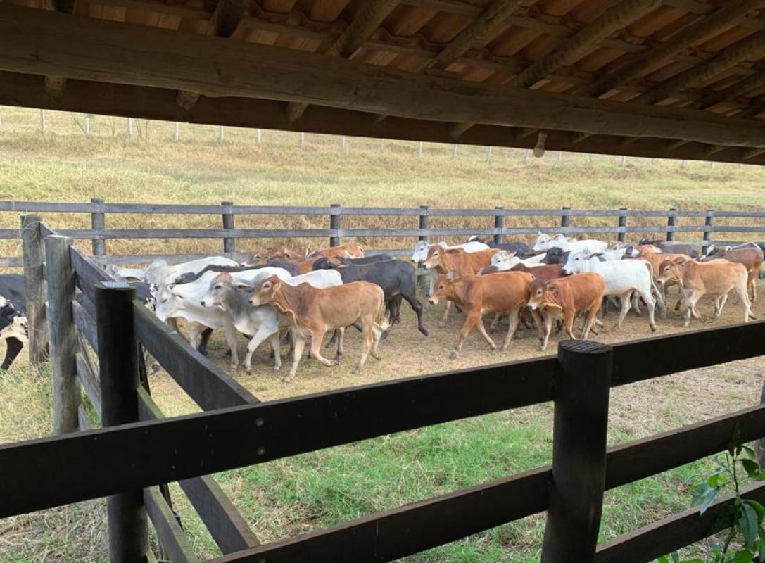 Fazenda, Zona Rural, 3 Quartos, 0 Vaga