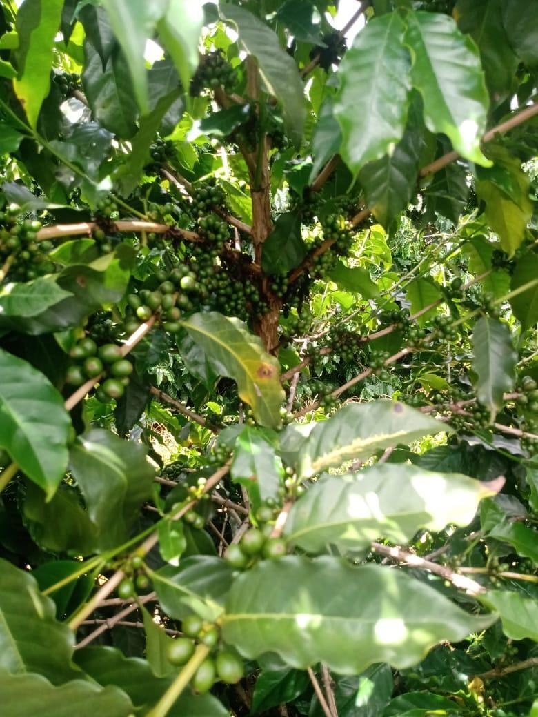 Fazenda, São Sebastião da Estrela, 1 Quarto, 1 Vaga, 1 Suíte