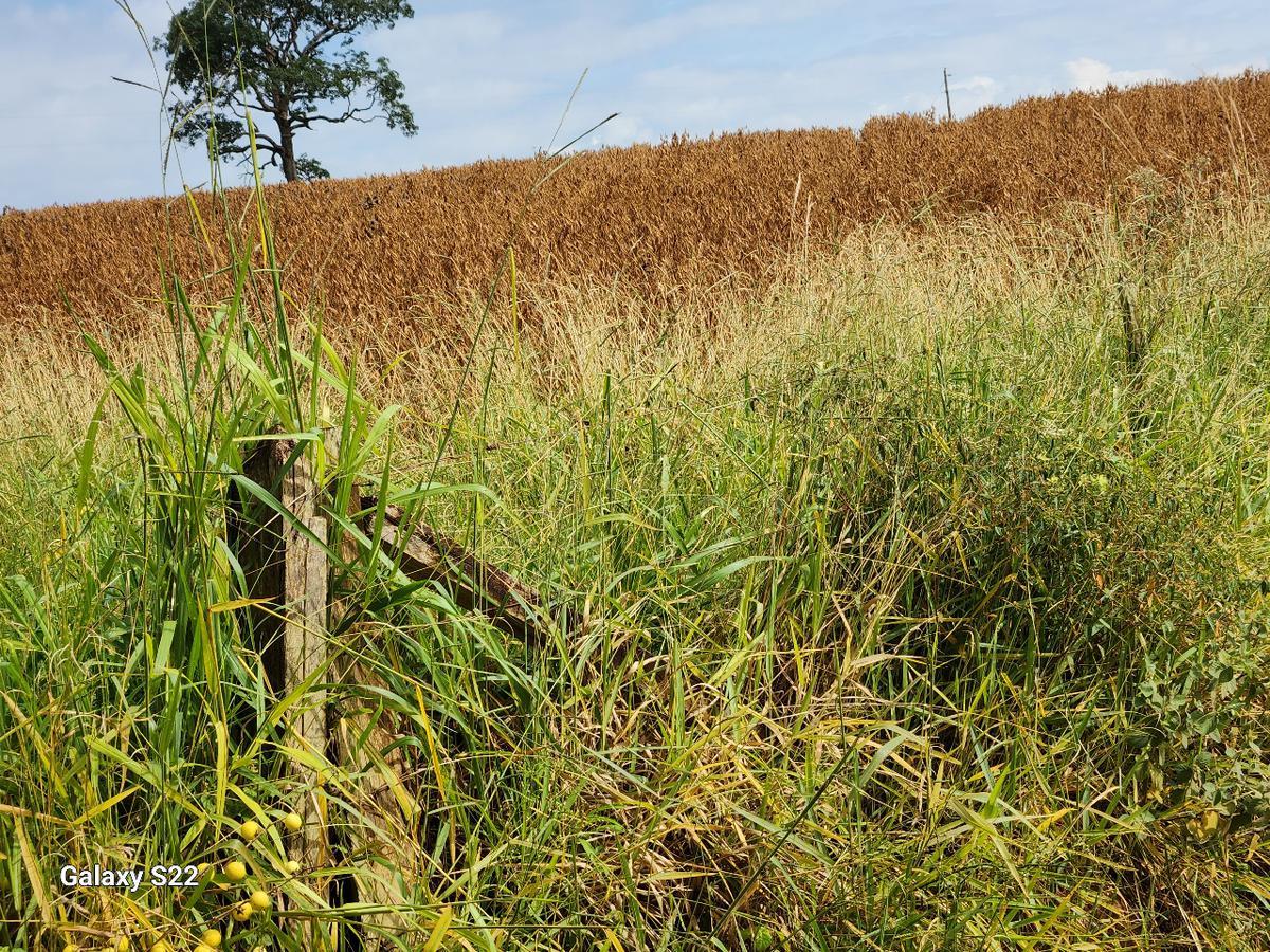 Fazenda, Centro, 2 Quartos, 0 Vaga