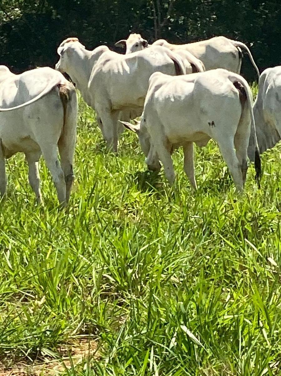 Fazenda, Centro, 4 Quartos, 2 Vagas