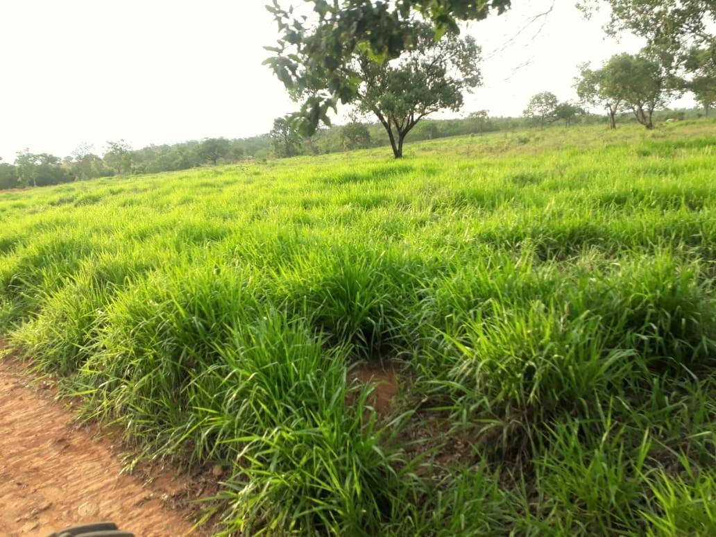 Fazenda, Centro, 4 Quartos, 2 Vagas