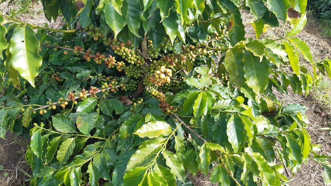 Fazenda, Centro, 3 Quartos, 1 Vaga