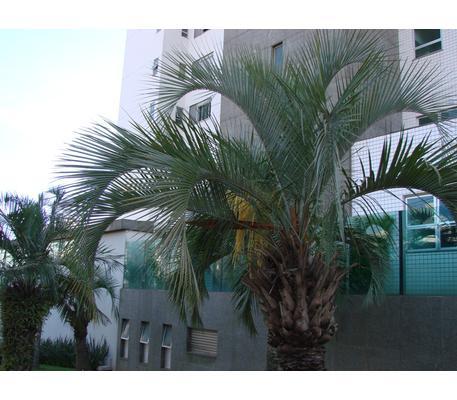 Apartamento, Belvedere, 4 Quartos, 4 Vagas, 2 Suítes