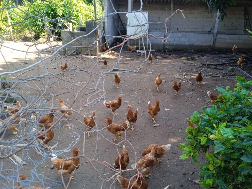 Fazenda, Zona Rural, 0 Quarto, 0 Vaga