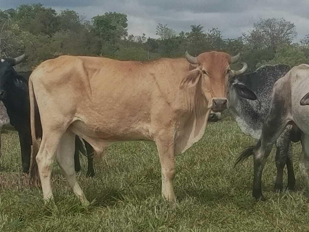 Fazenda, Urucuia, 3 Quartos, 0 Vaga, 1 Suíte