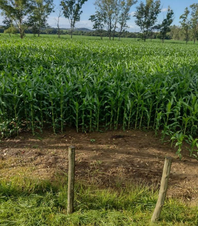 Fazenda, Zona Rural, 4 Quartos, 0 Vaga