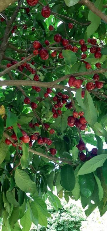 Fazenda, Andiroba, 3 Quartos, 10 Vagas