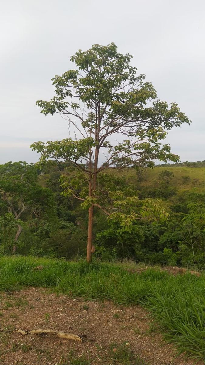 Lote, Zona Rural, 0 Quarto, 0 Vaga