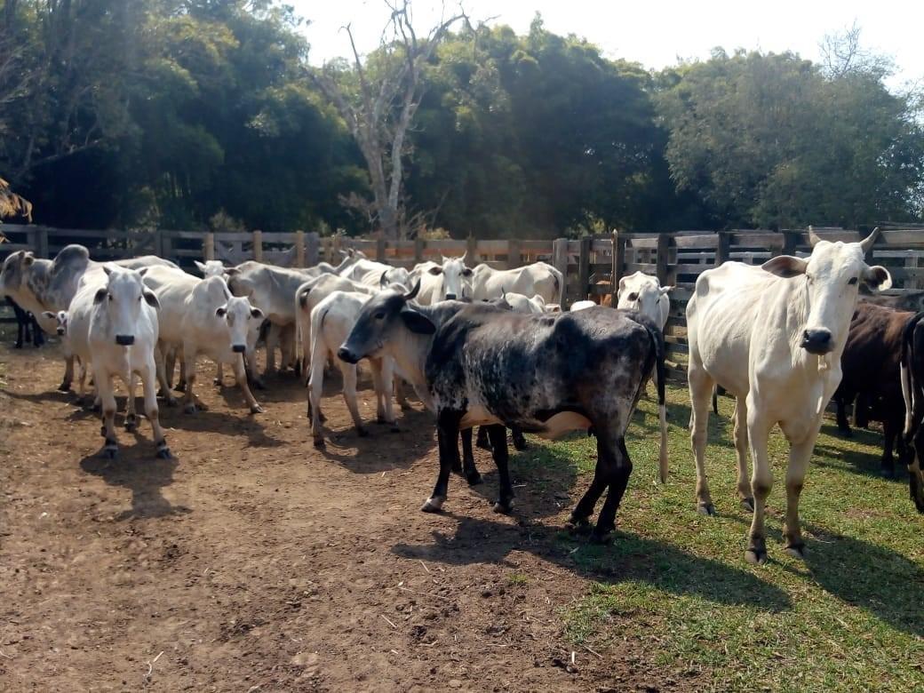 Fazenda, Centro, 1 Quarto, 1 Vaga, 1 Suíte
