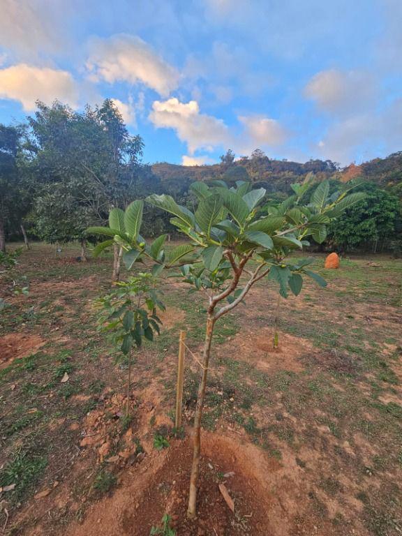 Fazenda, Morro Vermelho, 0 Quarto, 0 Vaga