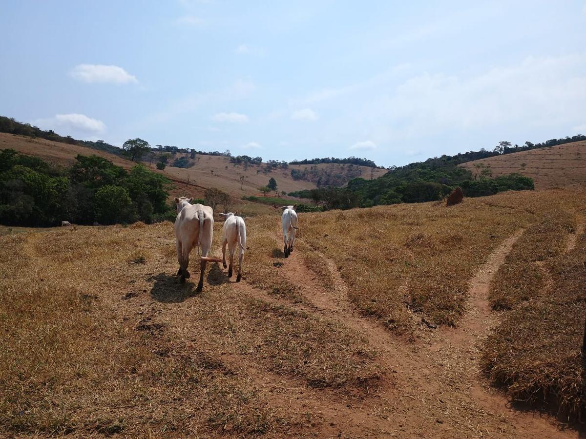 Fazenda, Centro, 3 Quartos, 10 Vagas, 1 Suíte