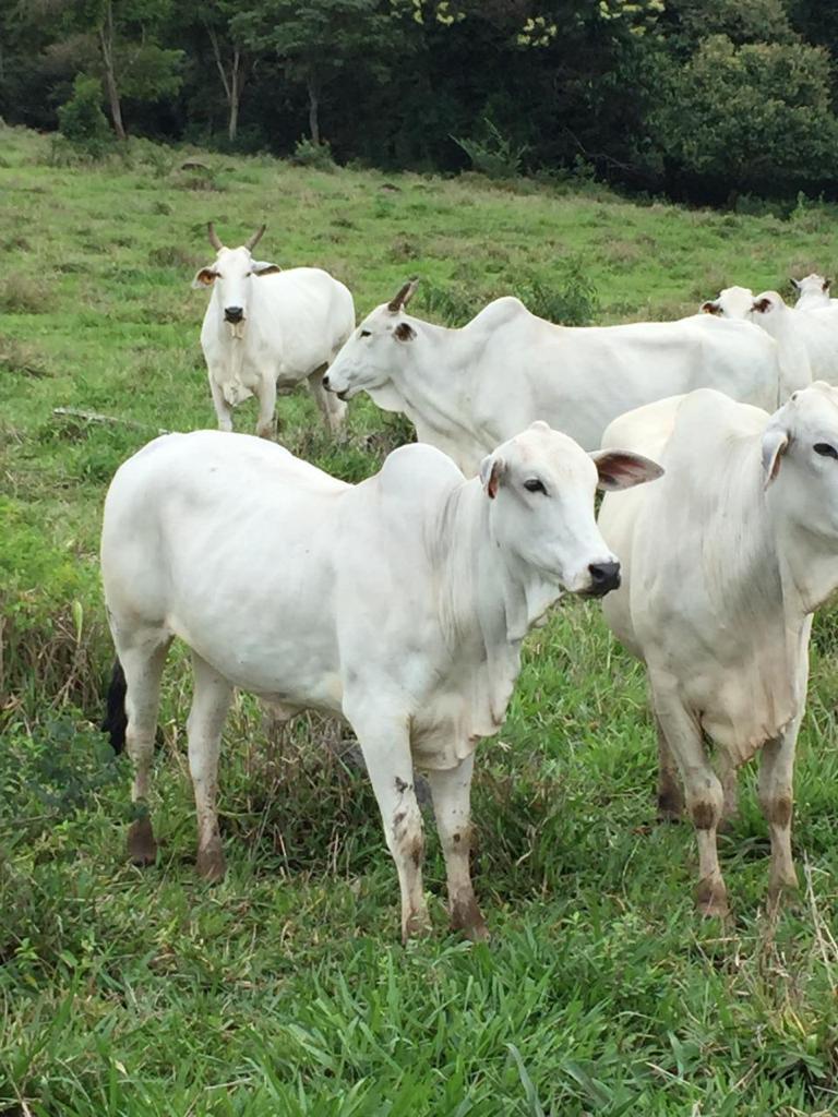 Fazenda, Zona Rural, 4 Quartos, 0 Vaga