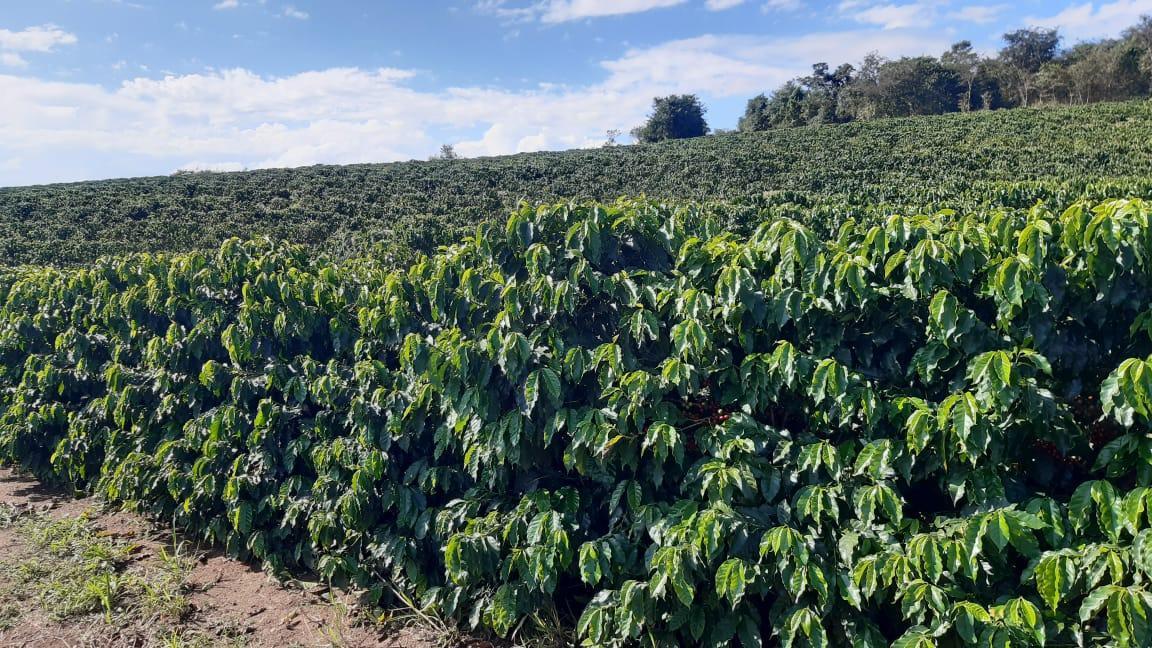 Fazenda, Centro, 3 Quartos, 1 Vaga