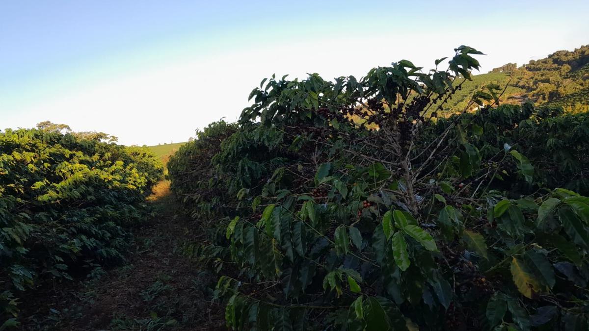 Fazenda, Zona Rural, 0 Quarto, 0 Vaga
