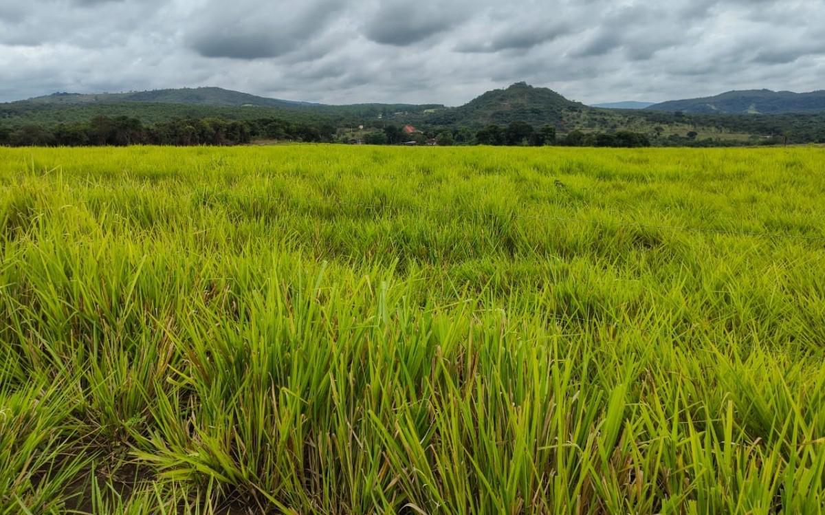 Fazenda, Zona Rural, 5 Quartos, 0 Vaga