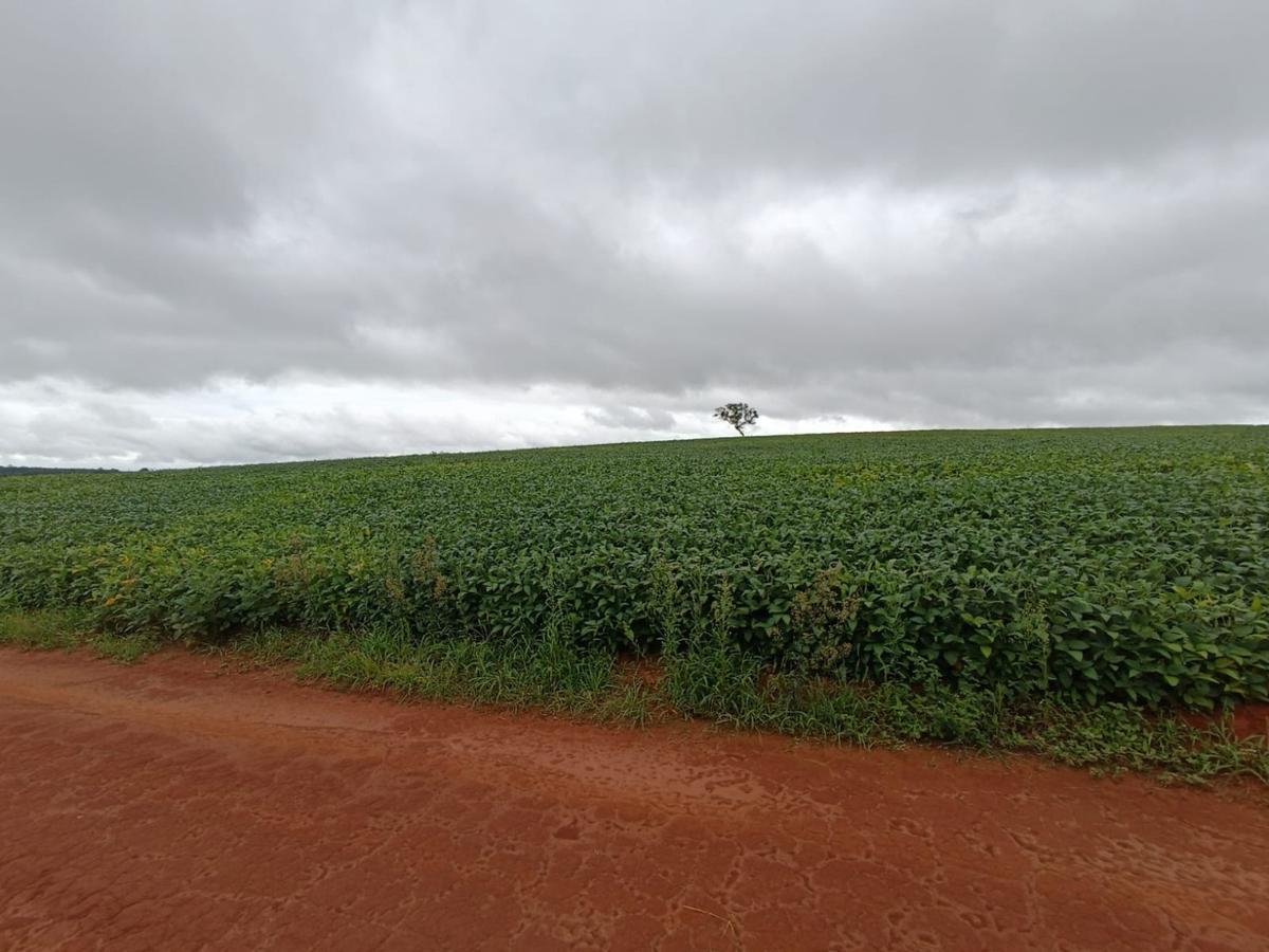 Fazenda, Centro, 0 Quarto, 0 Vaga, 1 Suíte