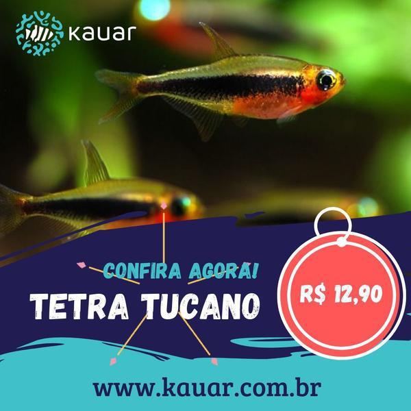Os Peixes Mais Felizes e Saudáveis Para Seu Aquário Você Encontra Na Kauar!