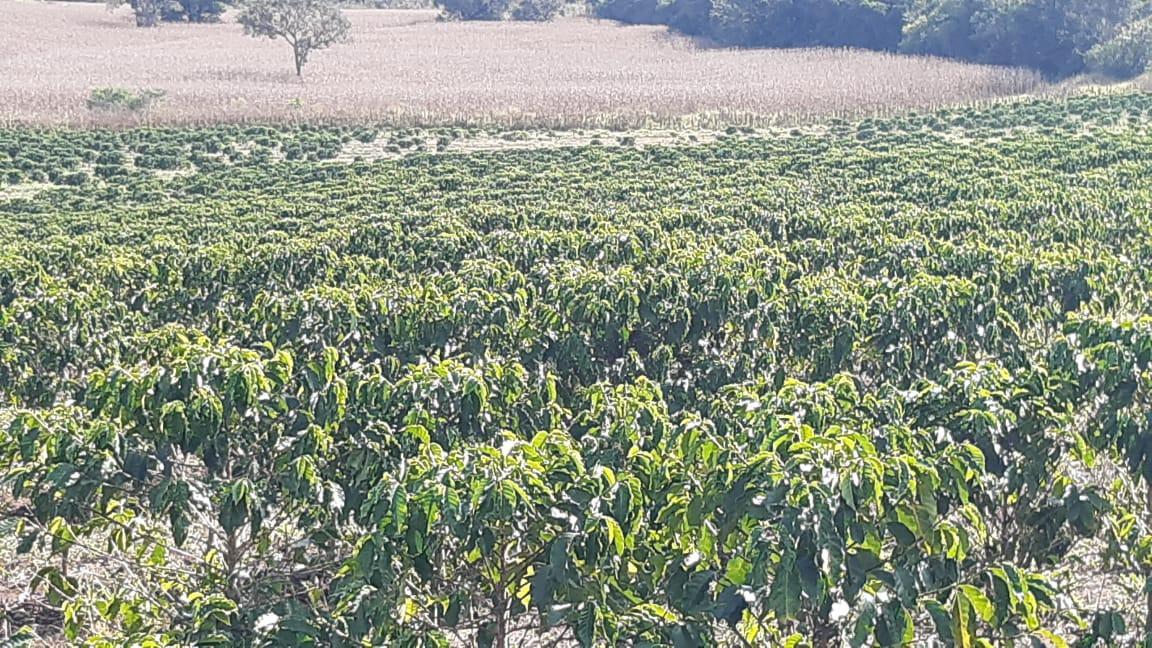 Fazenda, Centro, 3 Quartos, 1 Vaga