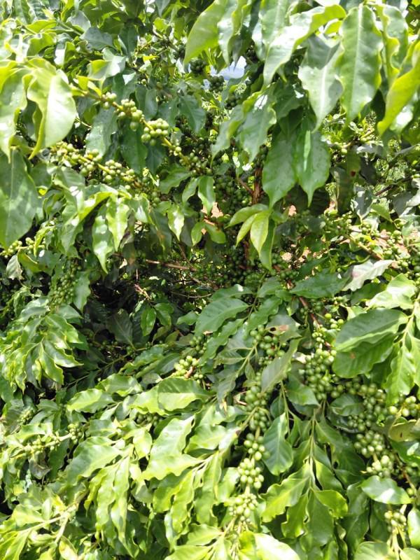 Fazenda, Zona Rural, 0 Quarto, 0 Vaga