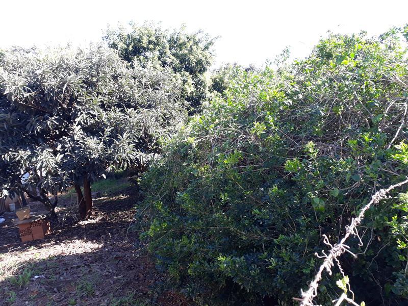 Lote, Centro, 0 Quarto, 0 Vaga