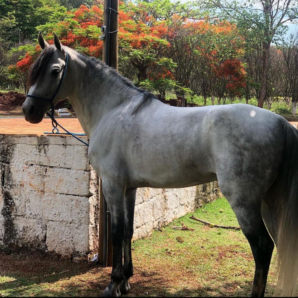 Fazenda, Recanto do Igarapé, 4 Quartos, 4 Vagas, 1 Suíte