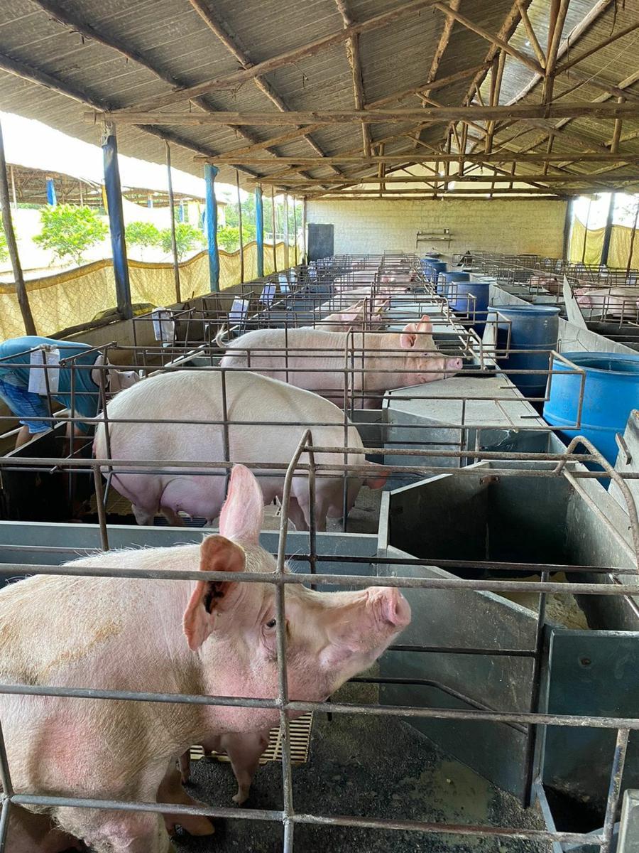 Fazenda, Zona Rural, 3 Quartos, 0 Vaga, 1 Suíte