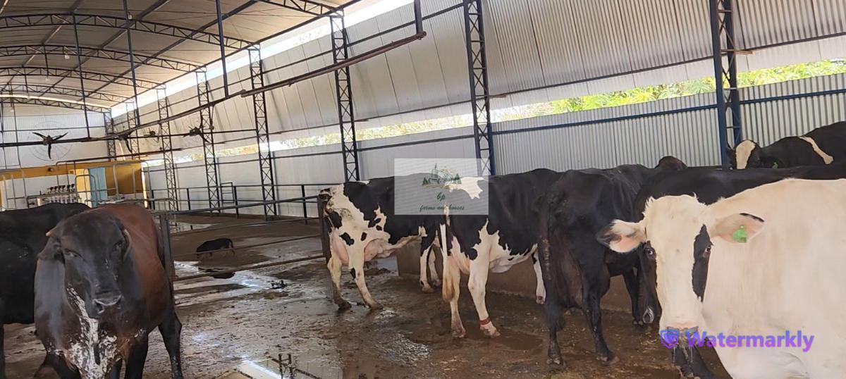 Fazenda, Centro, 6 Quartos, 4 Vagas, 1 Suíte