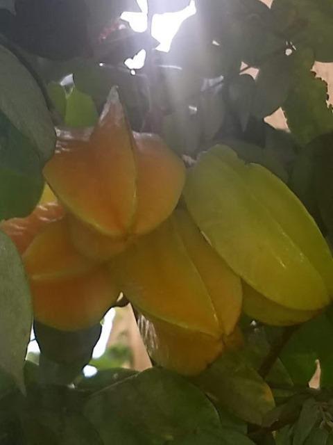 Casa, Glória, 3 Quartos, 4 Vagas, 1 Suíte