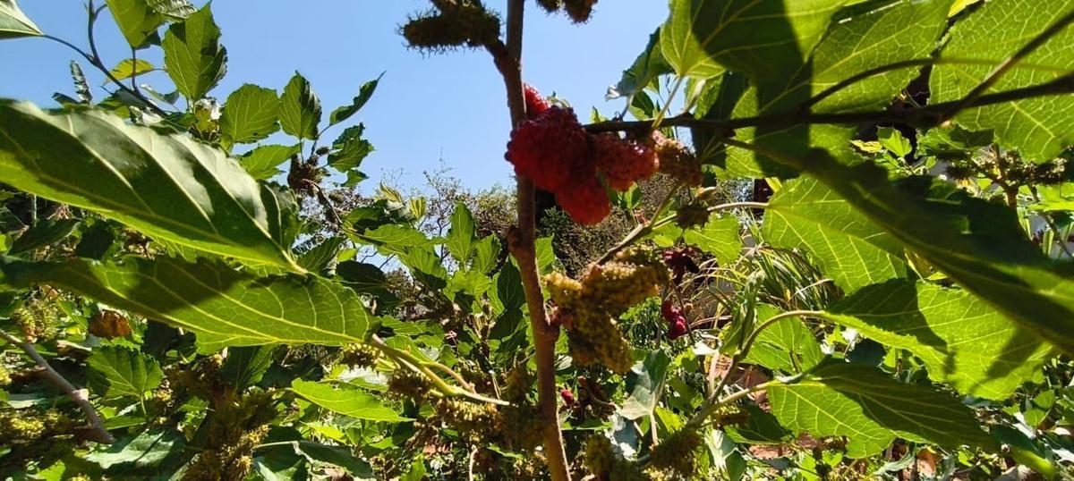 Lote, São Bernardo, 0 Quarto, 0 Vaga