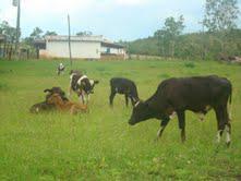 Lote, Centro, 0 Quarto, 0 Vaga