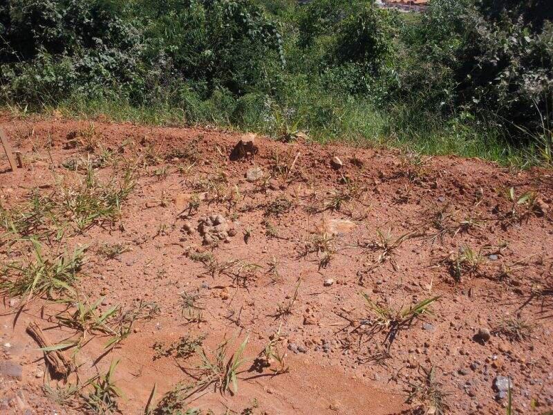 Lote, São Pedro, 0 Quarto, 0 Vaga