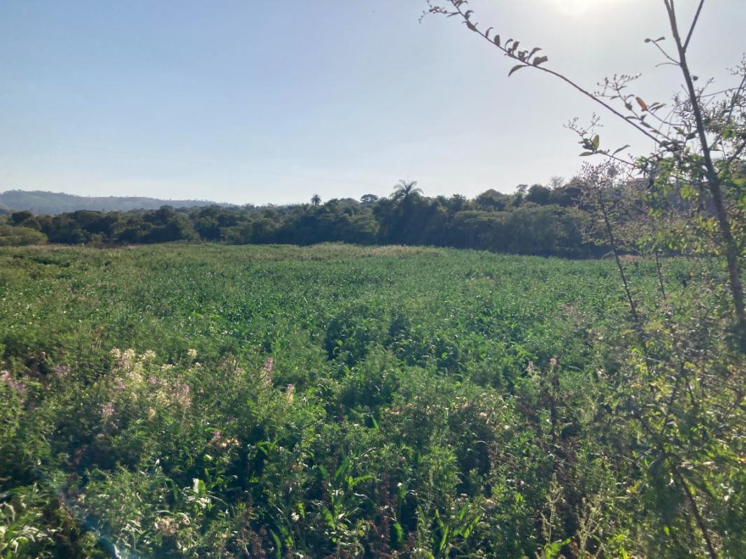 Lote, Santinho, 0 Quarto, 0 Vaga