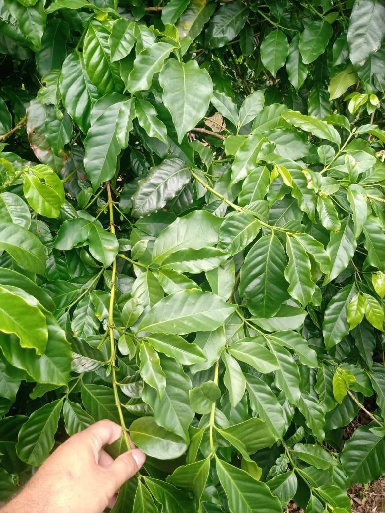 Fazenda, São Sebastião da Estrela, 1 Quarto, 1 Vaga, 1 Suíte