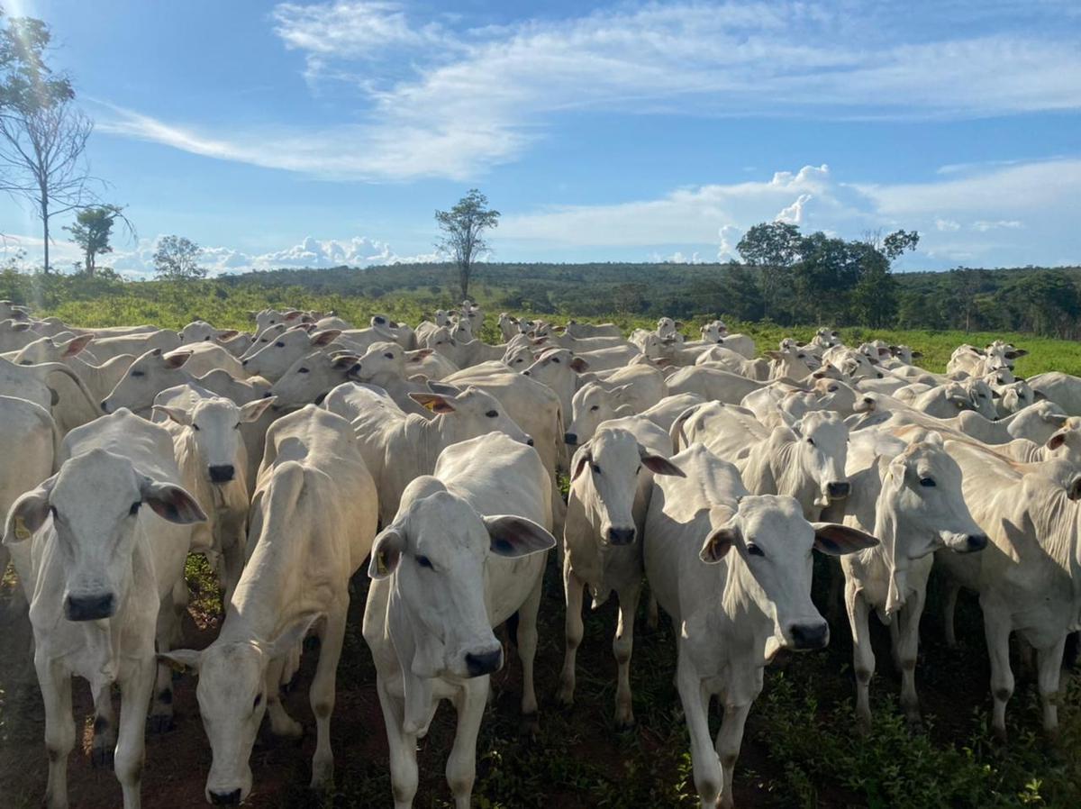 Fazenda, Centro, 4 Quartos, 2 Vagas