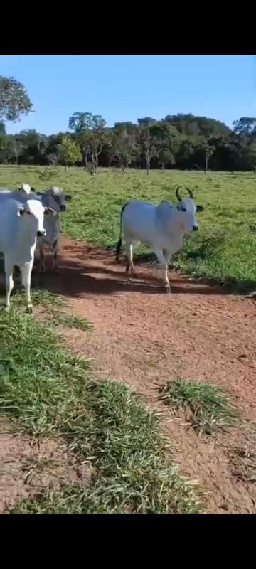 Fazenda, Zona Rural, 0 Quarto, 0 Vaga