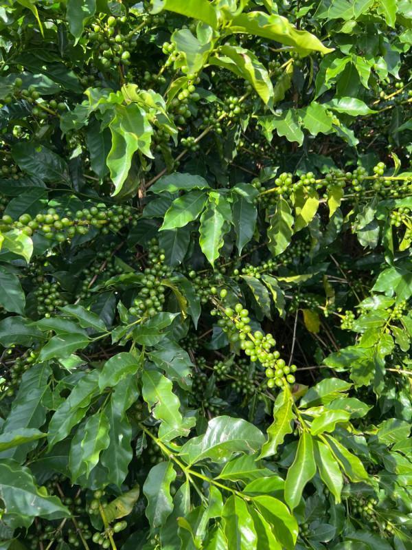 Fazenda, Zona Rural, 0 Quarto, 0 Vaga