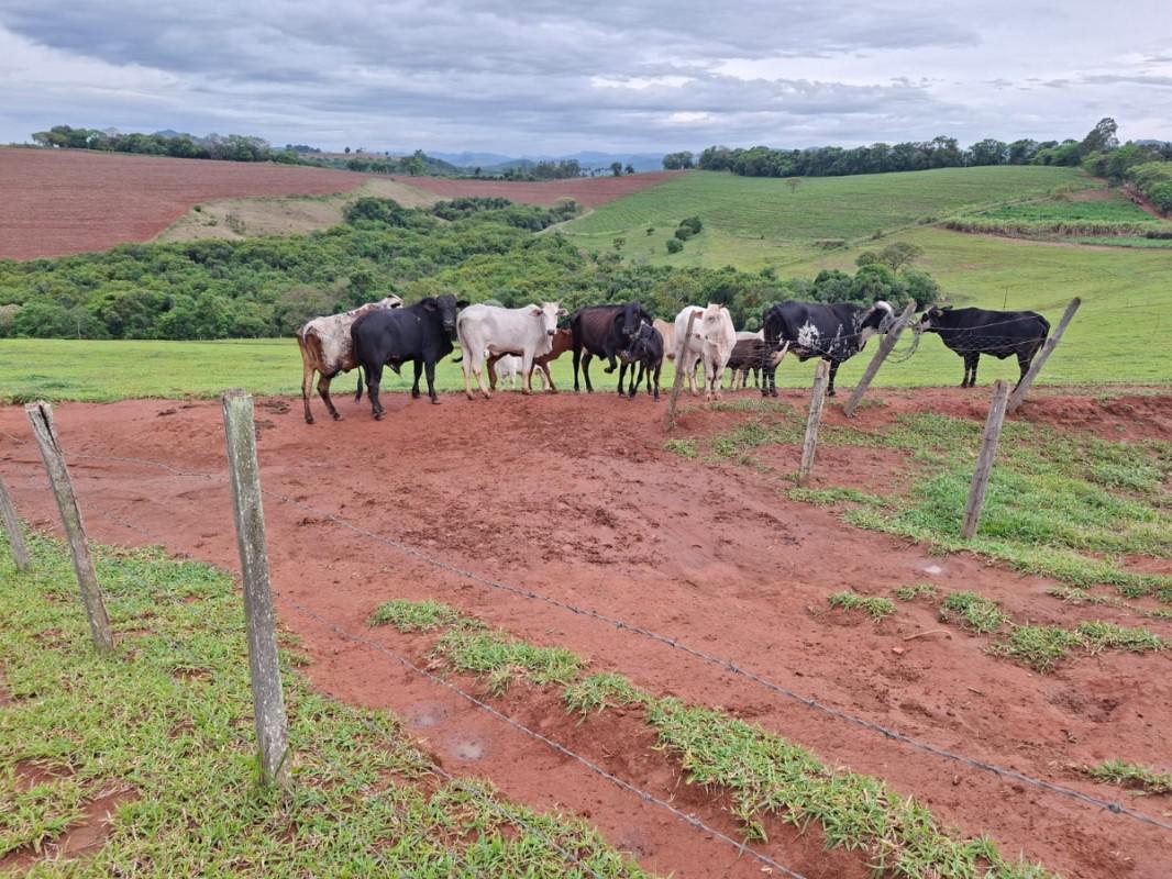 Fazenda, Zona Rural, 0 Quarto, 0 Vaga