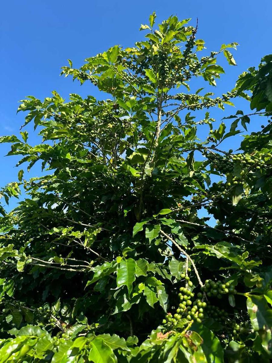 Fazenda, Zona Rural, 0 Quarto, 0 Vaga