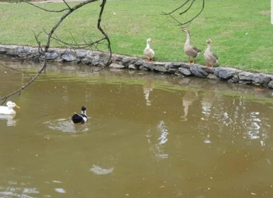 Fazenda, Condomínio Nossa Fazenda, 3 Quartos, 4 Vagas, 1 Suíte