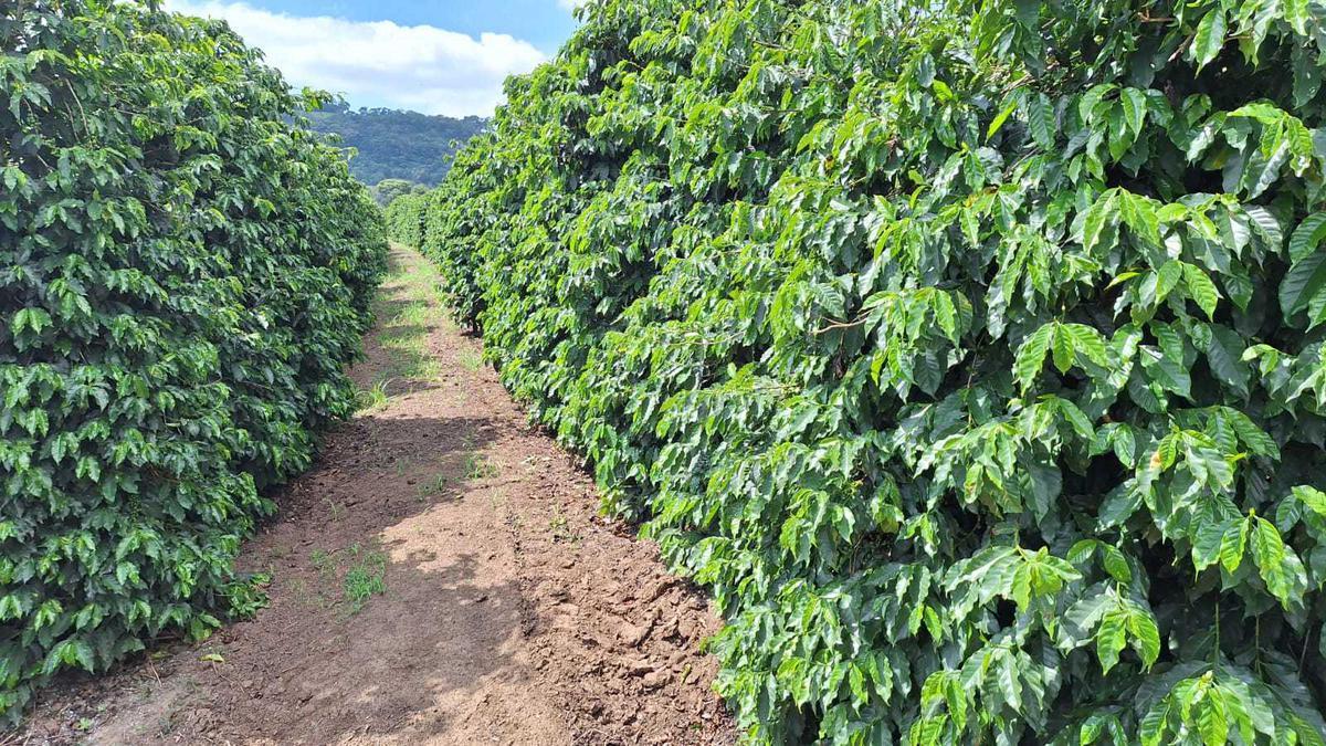 Fazenda, Zona Rural, 3 Quartos, 0 Vaga