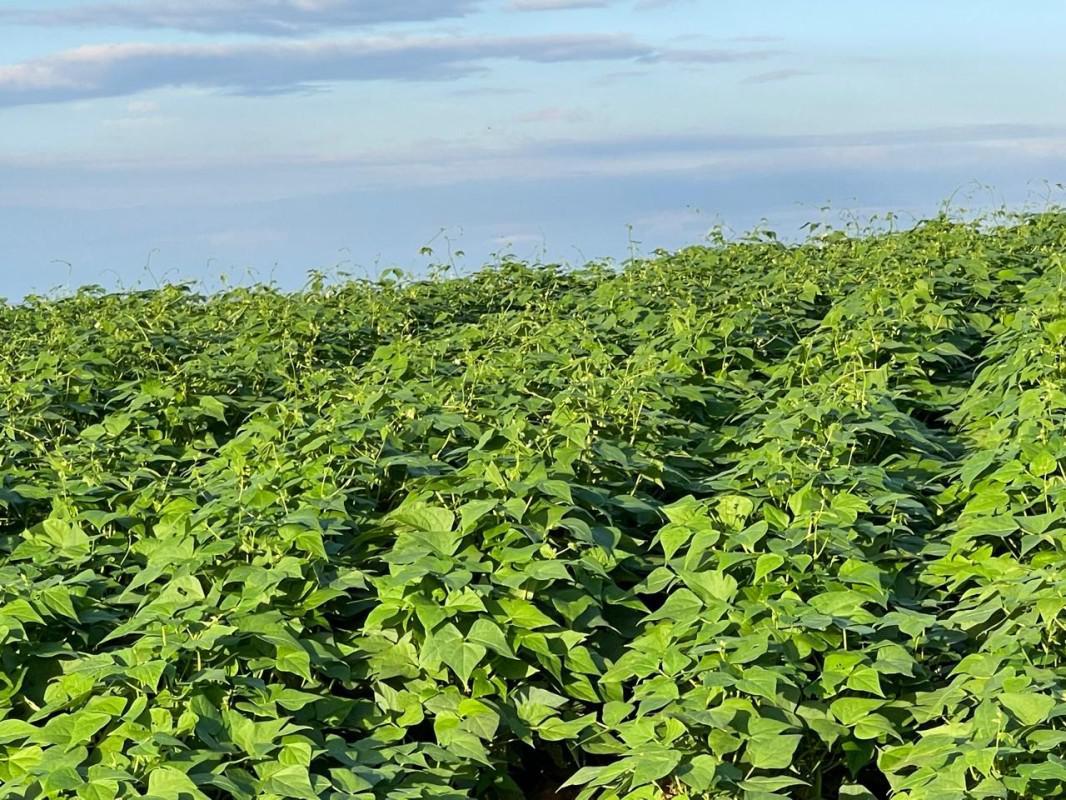 Fazenda, Zona Rural, 0 Quarto, 0 Vaga