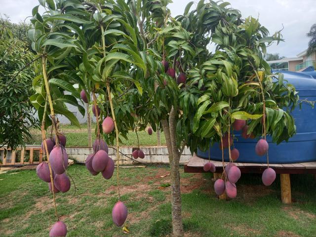 Fazenda, Serra Morena, 3 Quartos, 10 Vagas, 1 Suíte